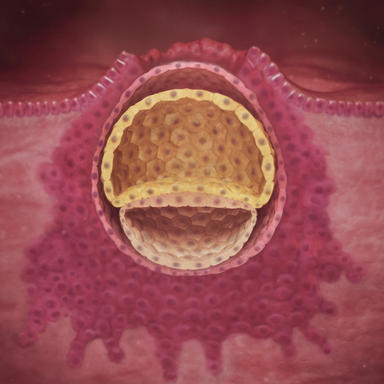 3 haftalık embriyonun anne karnındaki görüntüsü