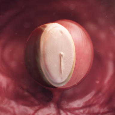 4 haftalık embriyonun anne karnındaki görüntüsü