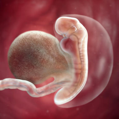 5 haftalık embriyonun anne karnındaki görüntüsü