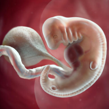 6 haftalık embriyonun anne karnındaki görüntüsü