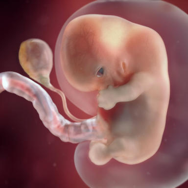 8 haftalık bebeğin anne karnındaki görüntüsü